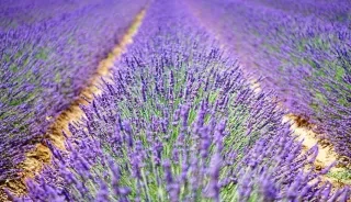 La Provence Verte